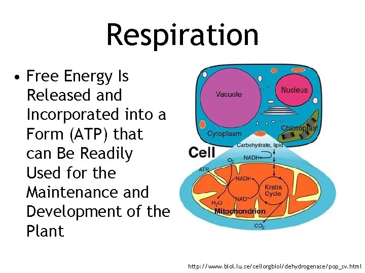 Respiration • Free Energy Is Released and Incorporated into a Form (ATP) that can