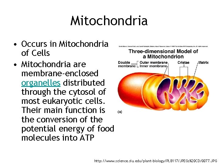 Mitochondria • Occurs in Mitochondria of Cells • Mitochondria are membrane-enclosed organelles distributed through