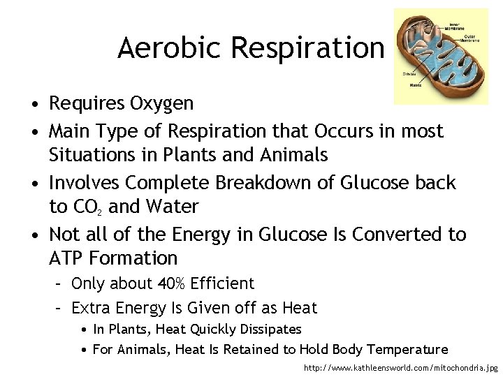 Aerobic Respiration • Requires Oxygen • Main Type of Respiration that Occurs in most