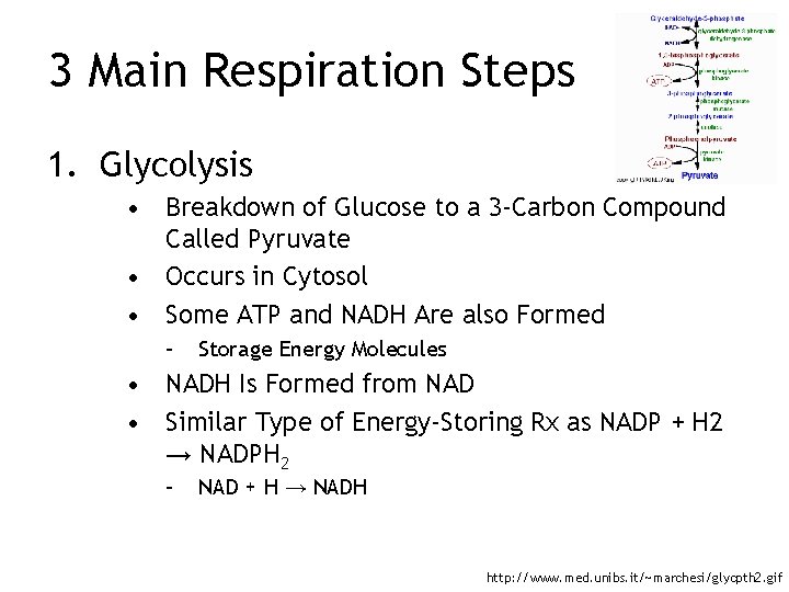 3 Main Respiration Steps 1. Glycolysis • Breakdown of Glucose to a 3 -Carbon