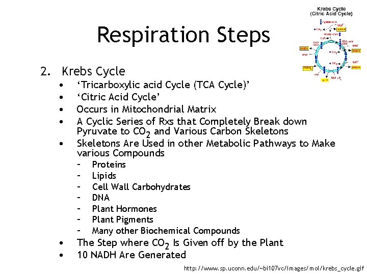 Respiration Steps 2. Krebs Cycle • • • ‘Tricarboxylic acid Cycle (TCA Cycle)’ ‘Citric
