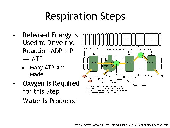 Respiration Steps – Released Energy Is Used to Drive the Reaction ADP + P