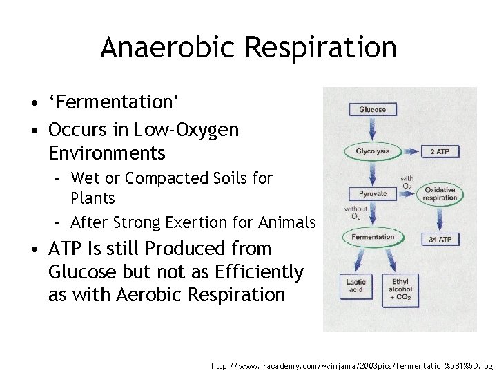 Anaerobic Respiration • ‘Fermentation’ • Occurs in Low-Oxygen Environments – Wet or Compacted Soils