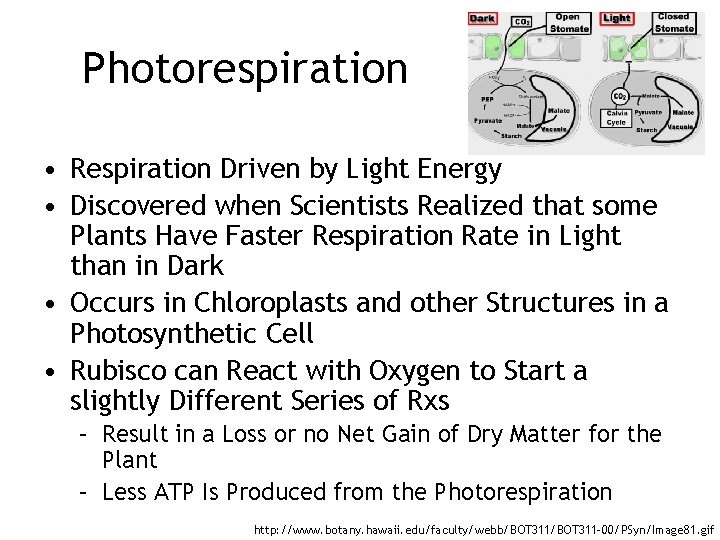 Photorespiration • Respiration Driven by Light Energy • Discovered when Scientists Realized that some