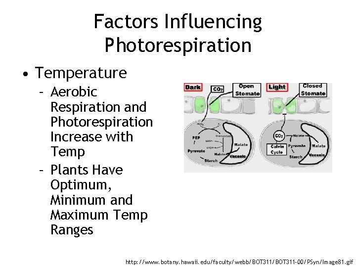 Factors Influencing Photorespiration • Temperature – Aerobic Respiration and Photorespiration Increase with Temp –