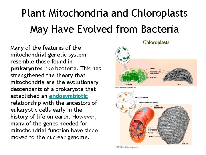 Plant Mitochondria and Chloroplasts May Have Evolved from Bacteria Many of the features of