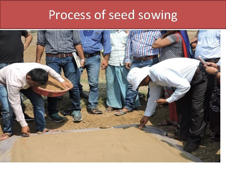 Process of seed sowing 