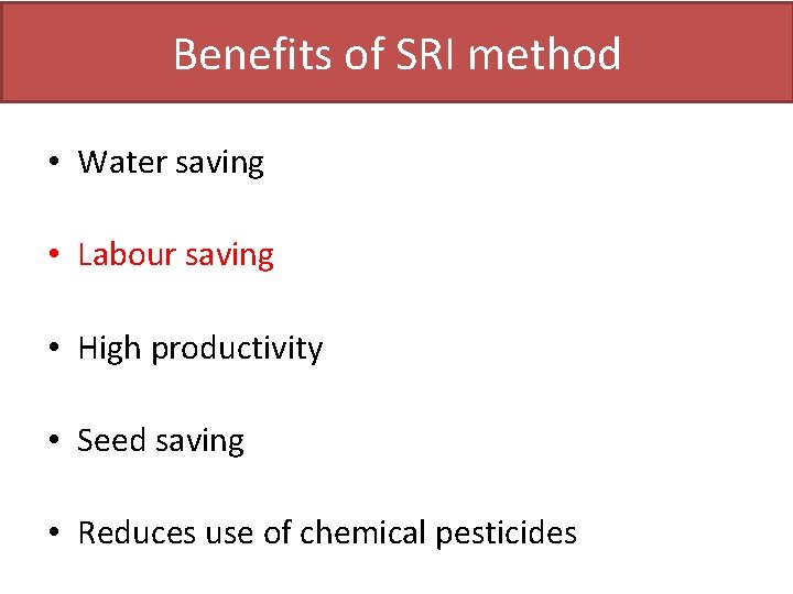 Benefits of SRI method • Water saving • Labour saving • High productivity •