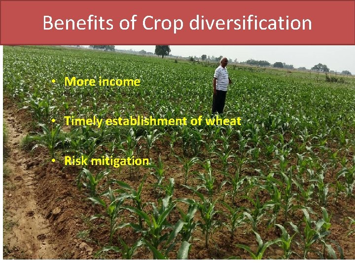 Benefits of Crop diversification • More income • Timely establishment of wheat • Risk