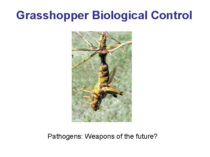Grasshopper Biological Control Pathogens: Weapons of the future? Grasshopper Biological Control Pathogens: Weapons of the future?