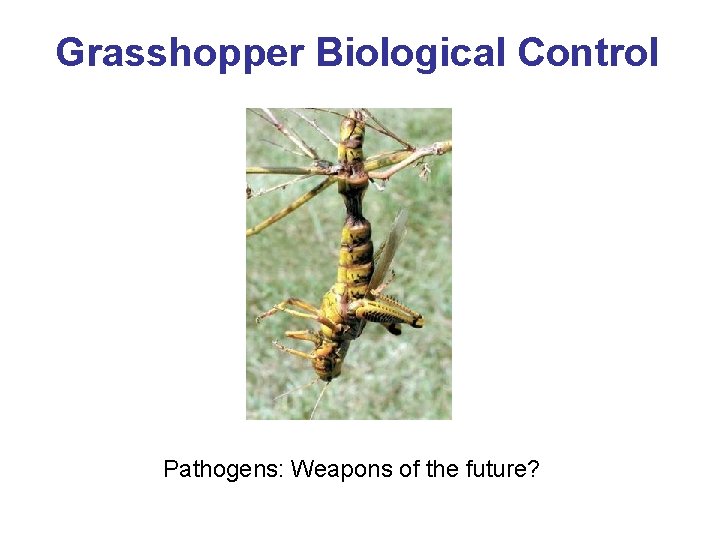 Grasshopper Biological Control Pathogens: Weapons of the future? 