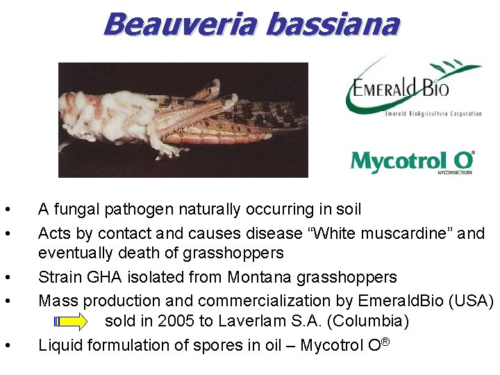 Beauveria bassiana • • • A fungal pathogen naturally occurring in soil Acts by