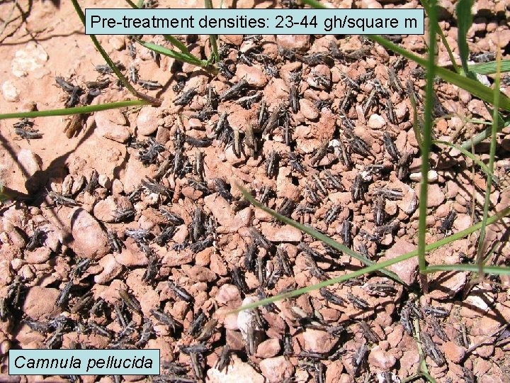 Pre-treatment densities: 23 -44 gh/square m Camnula pellucida Pre-treatment densities: 23 -44 gh/square m Camnula pellucida