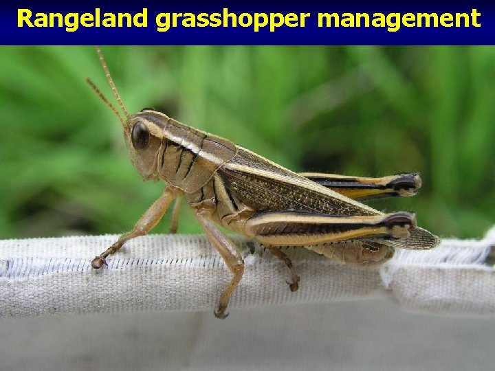 Rangeland grasshopper management Rangeland grasshopper management