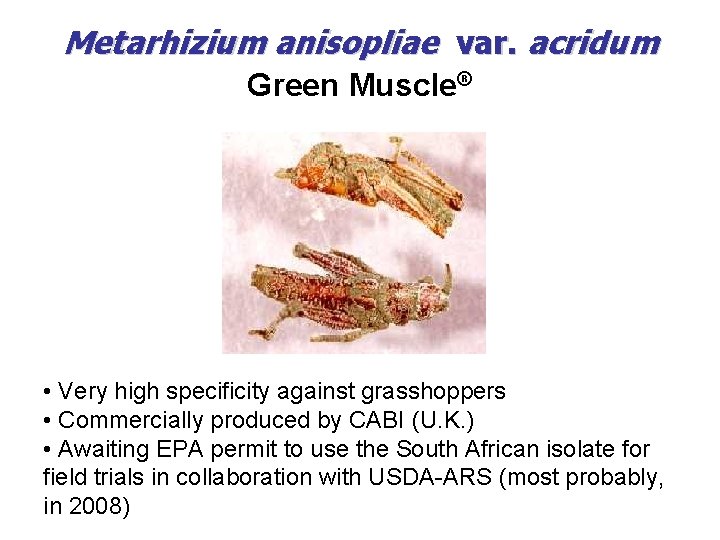 Metarhizium anisopliae var. acridum Green Muscle® • Very high specificity against grasshoppers • Commercially