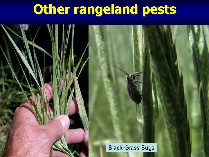 Other rangeland pests Black Grass Bugs 