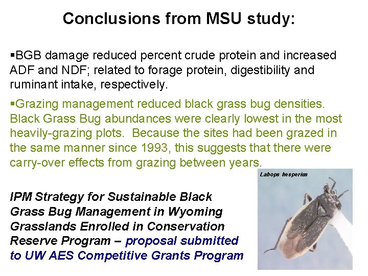 Conclusions from MSU study: §BGB damage reduced percent crude protein and increased ADF and Conclusions from MSU study: §BGB damage reduced percent crude protein and increased ADF and