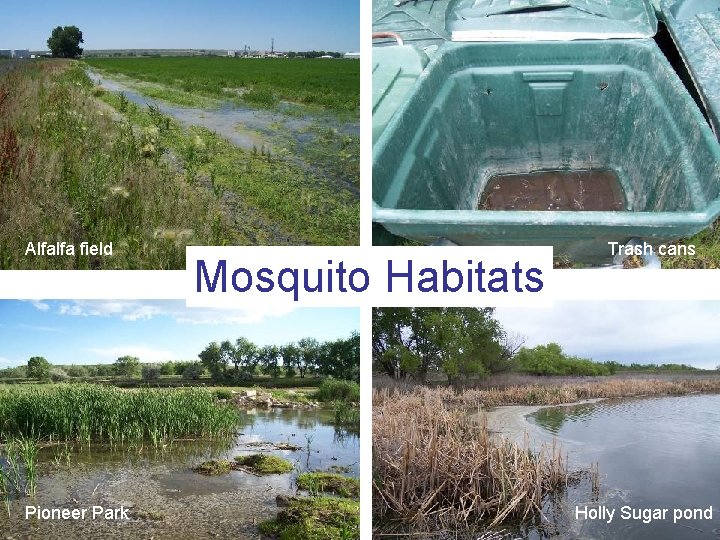 Alfalfa field Pioneer Park Mosquito Habitats Trash cans Holly Sugar pond Alfalfa field Pioneer Park Mosquito Habitats Trash cans Holly Sugar pond