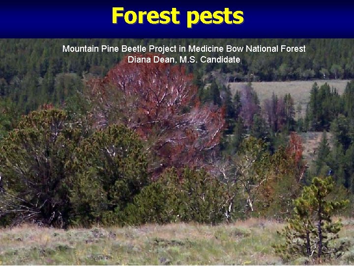 Forest pests Mountain Pine Beetle Project in Medicine Bow National Forest Diana Dean, M.