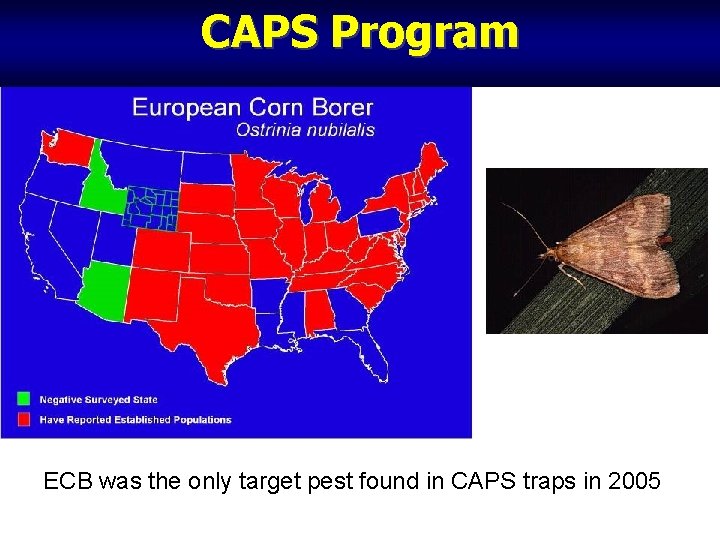 CAPS Program ECB was the only target pest found in CAPS traps in 2005