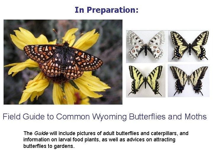 In Preparation: Field Guide to Common Wyoming Butterflies and Moths The Guide will include In Preparation: Field Guide to Common Wyoming Butterflies and Moths The Guide will include