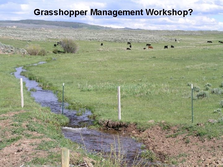 Grasshopper Management Workshop? Grasshopper Management Workshop?