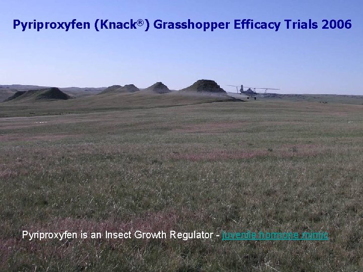 Pyriproxyfen (Knack®) Grasshopper Efficacy Trials 2006 Pyriproxyfen is an Insect Growth Regulator - juvenile