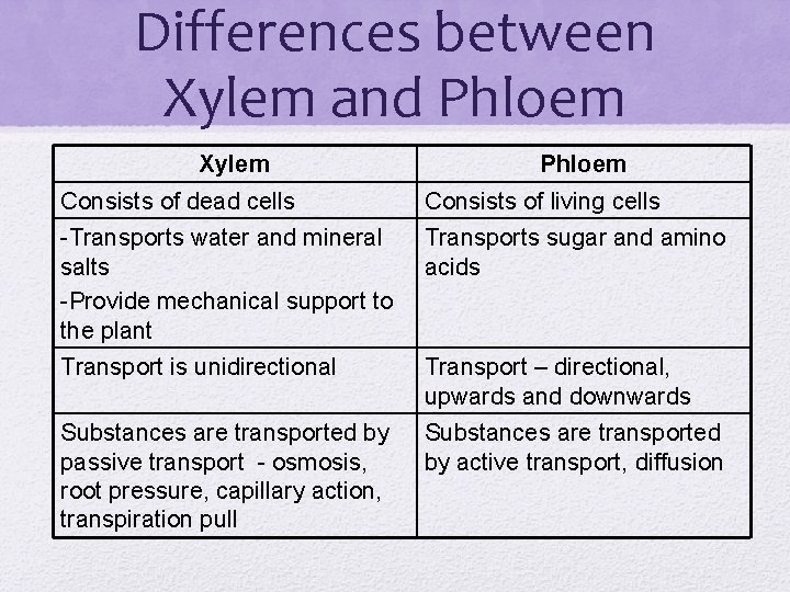 Differences between Xylem and Phloem Xylem Phloem Consists of dead cells Consists of living