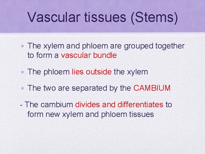 Vascular tissues (Stems) • The xylem and phloem are grouped together to form a