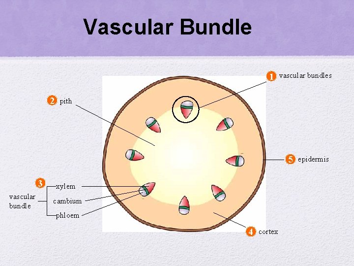 Vascular Bundle 1 2 vascular bundles pith 5 3 vascular bundle xylem cambium phloem