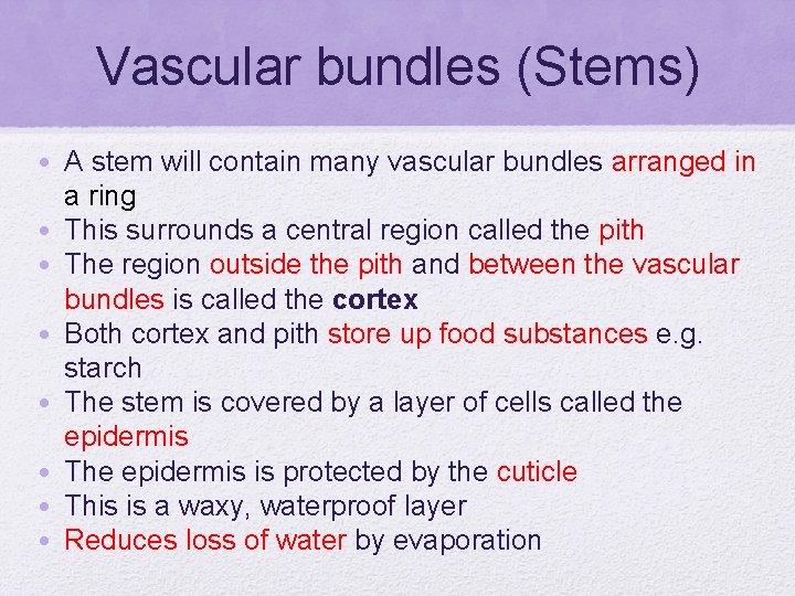 Vascular bundles (Stems) • A stem will contain many vascular bundles arranged in a