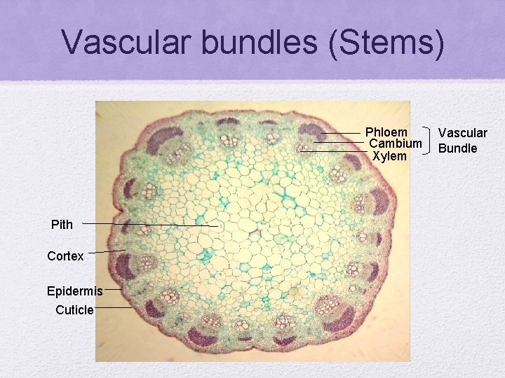 Vascular bundles (Stems) Phloem Cambium Xylem Pith Cortex Epidermis Cuticle Vascular Bundle 