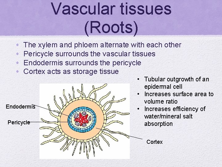 Vascular tissues (Roots) • • The xylem and phloem alternate with each other Pericycle