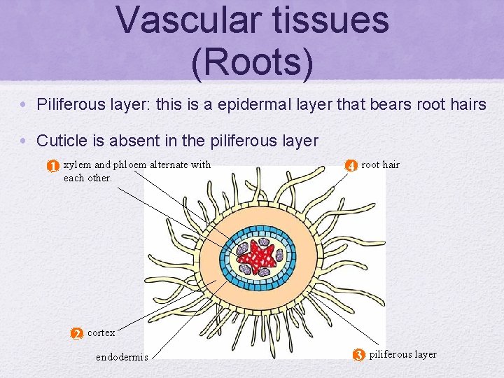 Vascular tissues (Roots) • Piliferous layer: this is a epidermal layer that bears root