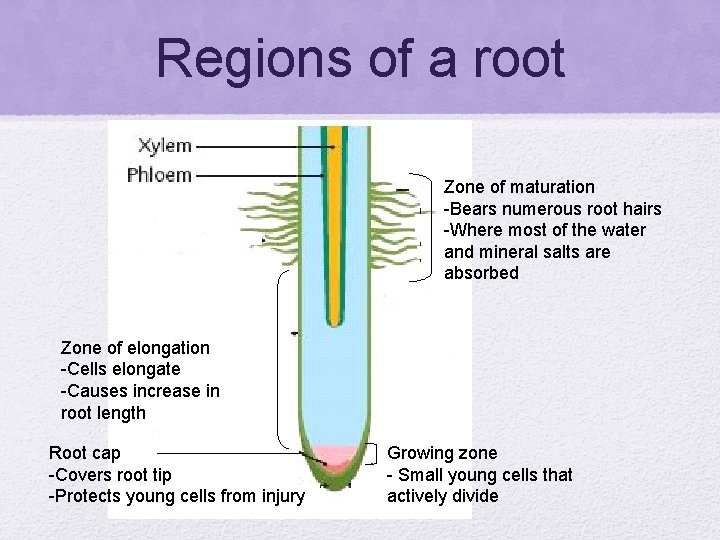 Regions of a root Zone of maturation -Bears numerous root hairs -Where most of