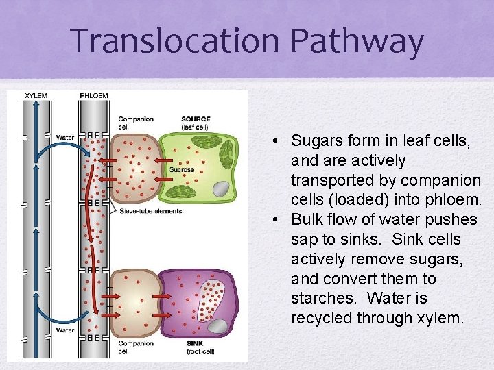 Translocation Pathway • Sugars form in leaf cells, and are actively transported by companion