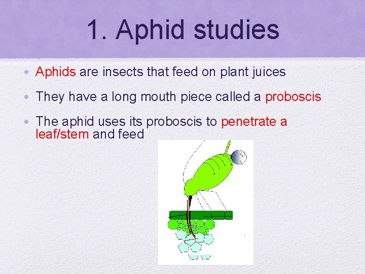 1. Aphid studies • Aphids are insects that feed on plant juices • They