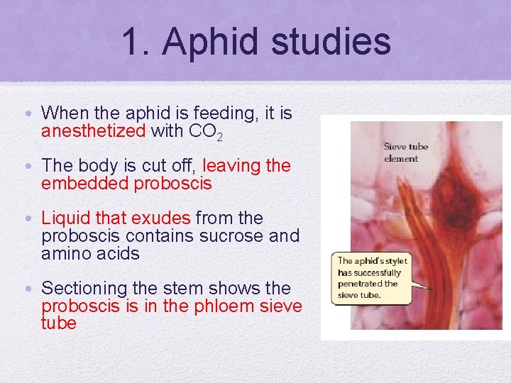 1. Aphid studies • When the aphid is feeding, it is anesthetized with CO