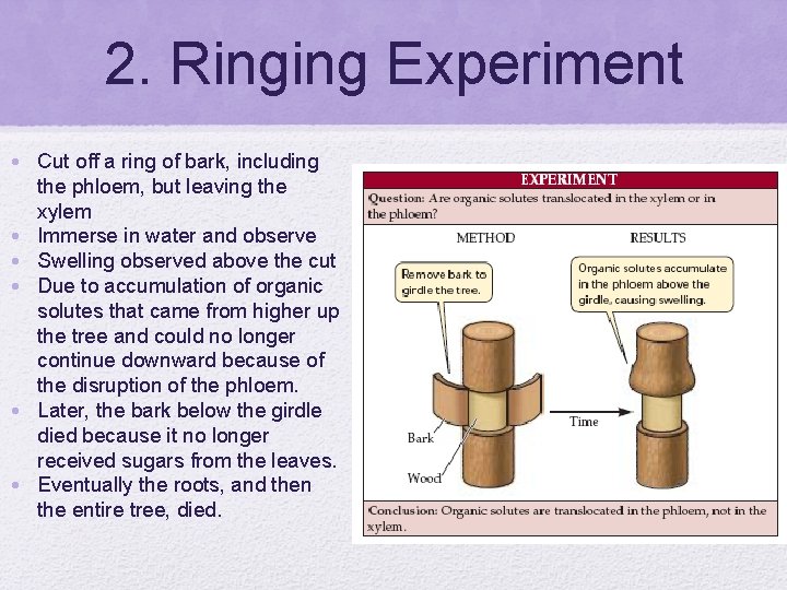 2. Ringing Experiment • Cut off a ring of bark, including the phloem, but