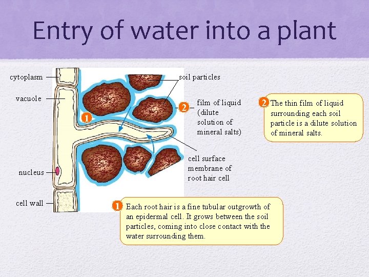 Entry of water into a plant cytoplasm soil particles vacuole 2 1 2 The