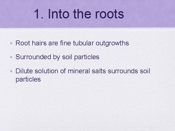 1. Into the roots • Root hairs are fine tubular outgrowths • Surrounded by