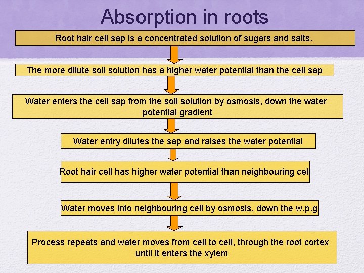 Absorption in roots Root hair cell sap is a concentrated solution of sugars and