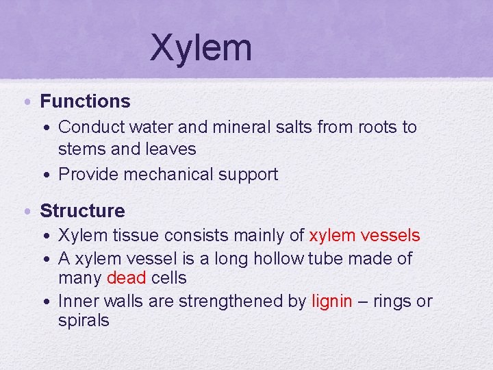 Xylem • Functions • Conduct water and mineral salts from roots to stems and