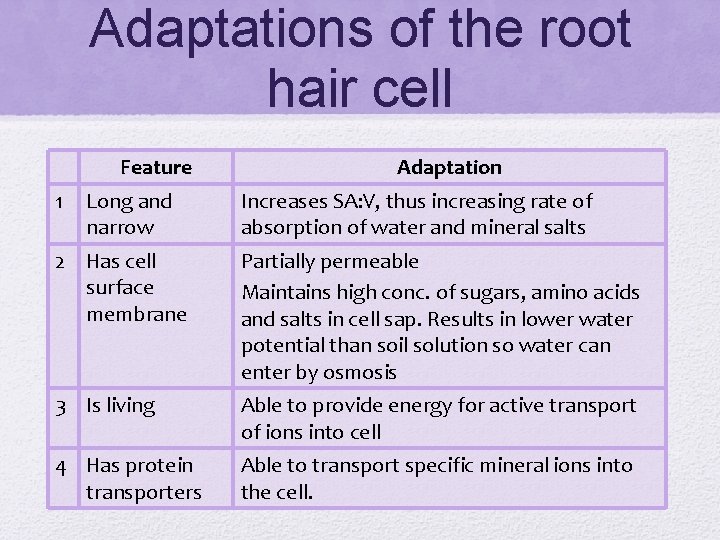 Adaptations of the root hair cell Feature 1 Long and narrow Adaptation Increases SA: