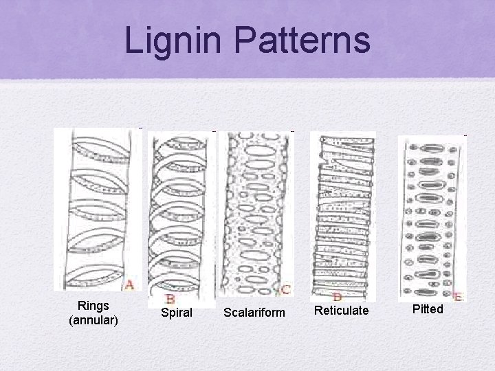 Lignin Patterns Rings (annular) Spiral Scalariform Reticulate Pitted 