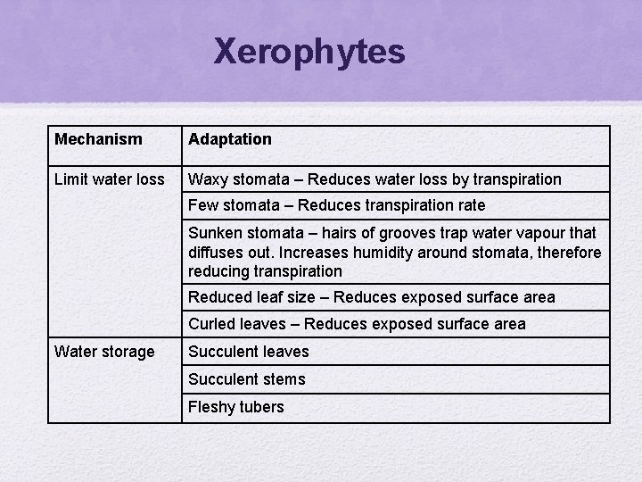 Xerophytes Mechanism Adaptation Limit water loss Waxy stomata – Reduces water loss by transpiration