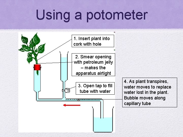 Using a potometer 1. Insert plant into cork with hole 2. Smear opening with