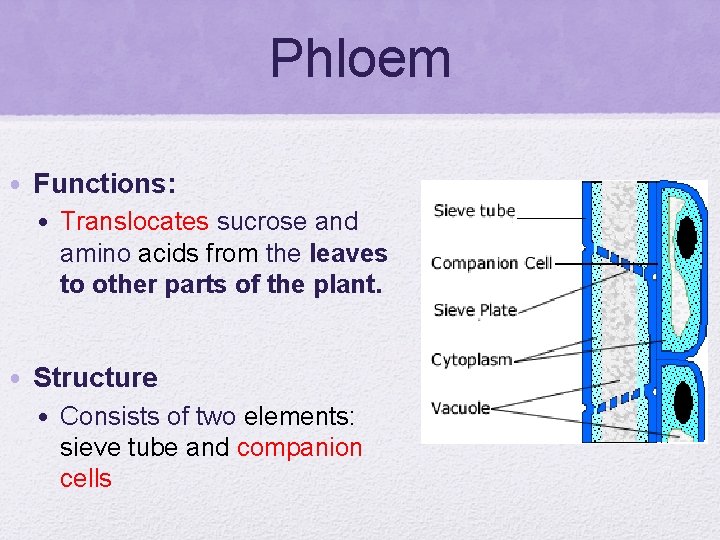 Phloem • Functions: • Translocates sucrose and amino acids from the leaves to other