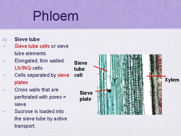 Phloem a) • • • Sieve tube cells or sieve tube elements Elongated, thin