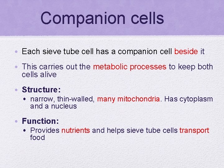 Companion cells • Each sieve tube cell has a companion cell beside it •